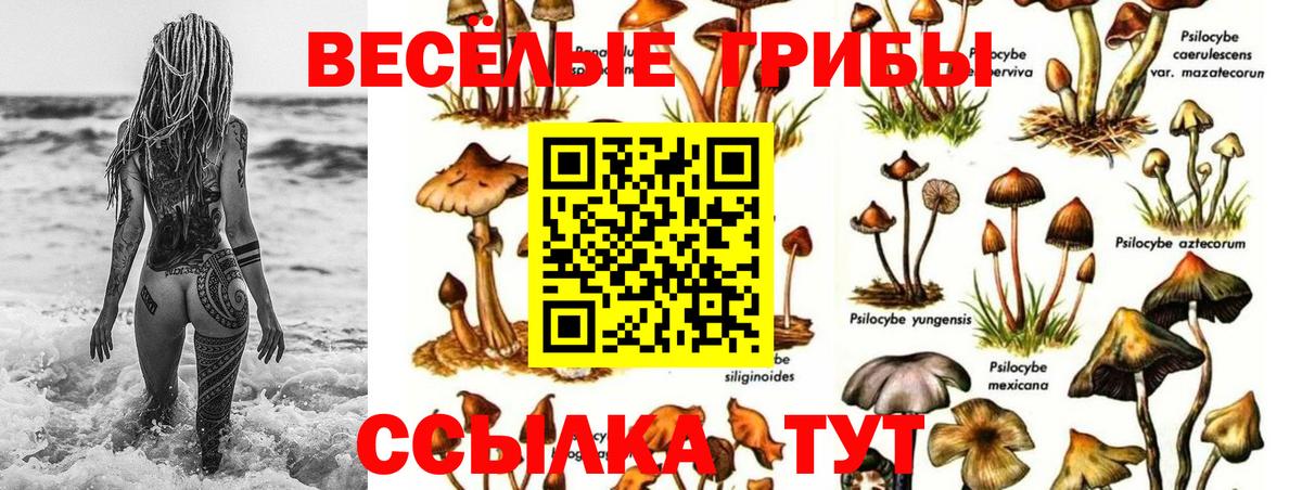 Псилоцибиновые грибы ЛСД  Вход с VPN  Псилоцибиновые грибы Psilocybine cubensis  Заринск 